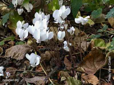Cyclamen hederifolium f. albiflorum WHITE IVY LEAF CYCLAMEN