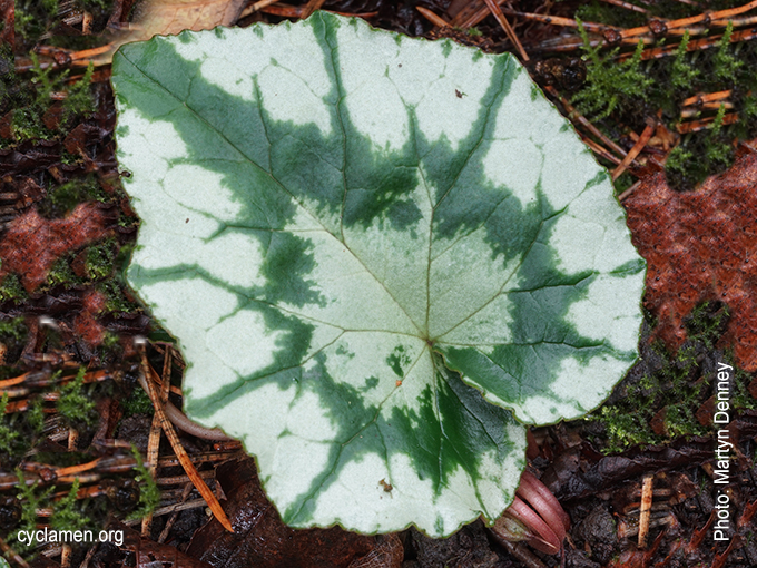 Spider's Web - Cyclamen Society