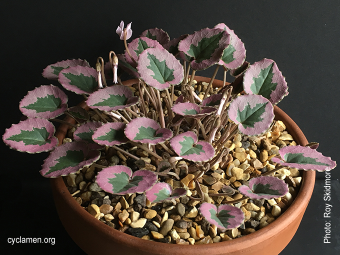 Tilebarn Nicholas - Cyclamen Society